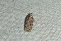 Depressaria douglasella