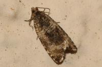 Celypha lacunana