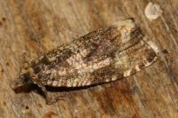 Celypha lacunana