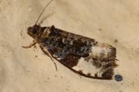 Hedya pruniana