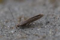 Coleophora