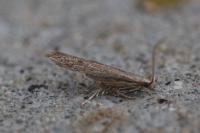 Coleophora