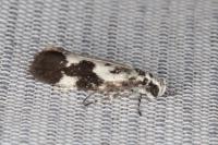 Ethmia quadrillella