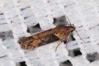 Scrobipalpa costella