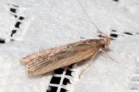 Helcystogramma triannulella