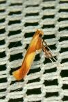 Caloptilia robustella