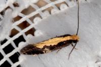 Monopis obviella