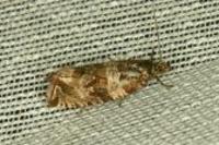 Celypha cespitana
