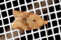 Clepsis consimilana