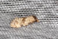 Neocochylis molliculana