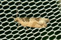 Crocidosema plebejana