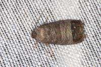Cydia pomonella
