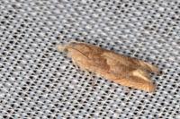 Eucosma conterminana