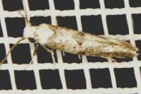 Paraswammerdamia albicapitella