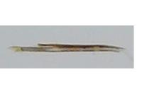 Ocnerostoma friesei