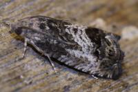 Cydia splendana