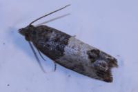 Spilonota ocellana