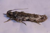 Psoricoptera gibbosella
