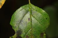 Bucculatrix frangutella