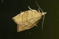 Pandemis corylana