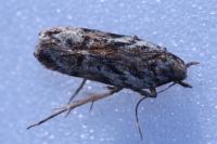 Psoricoptera gibbosella
