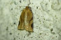 Paramesia gnomana