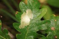 Tischeria ekebladella