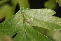 Bucculatrix bechsteinella