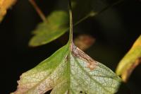 Stigmella