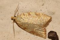 Aleimma loeflingiana