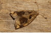Archips crataegana
