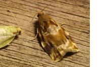 Archips xylosteana