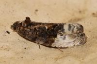 Hedya nubiferana