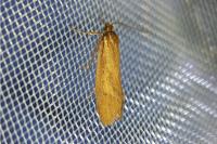 Diurnea lipsiella