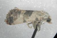 Pontoturania posterana
