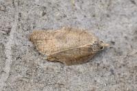 Acleris emargana