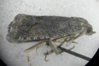 Cydia splendana