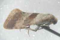 Falseuncaria ruficiliana