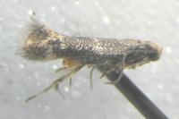 Elachista canapennella