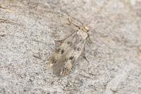 Borkhausenia nefrax