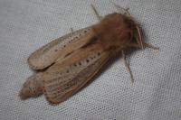 Phragmataecia castaneae