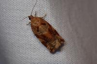 Archips xylosteana