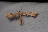 Cnaemidophorus rhododactylus