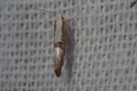 Argyresthia spinosella