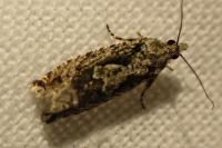 Zeiraphera isertana