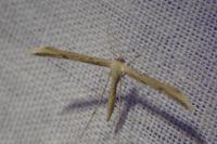 Emmelina monodactyla