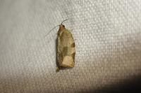 Choristoneura hebenstreitella