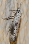 Yponomeuta irrorella