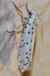 Yponomeuta