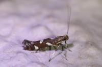 Calybites phasianipennella
